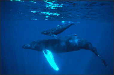 20110307-NOAA whale humpbacks3_100.jpg
